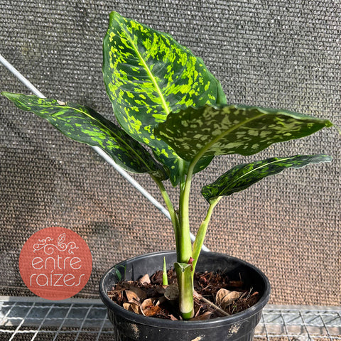 Dieffenbachia Reflector