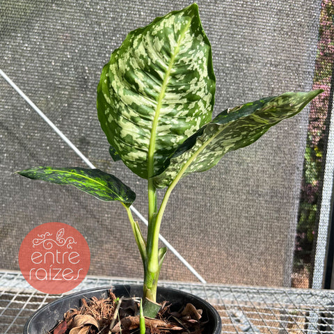 Dieffenbachia Reflector