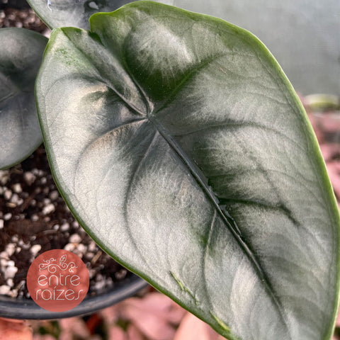 Alocasia reversa