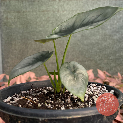 Alocasia reversa