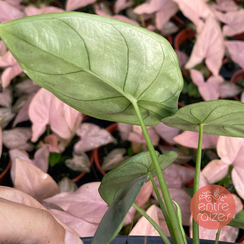 Alocasia reversa