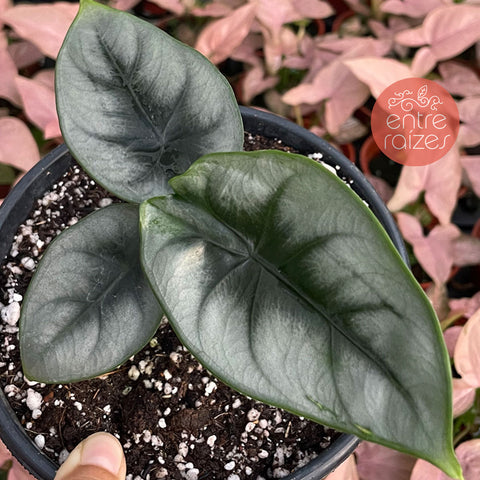 Alocasia reversa