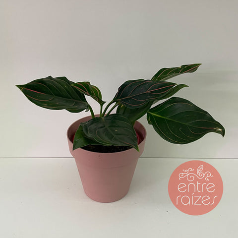 Aglaonema rotundum + vasinho rosa