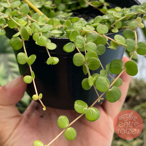 Peperômia rotundifolia (colar de lentilha)
