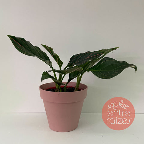 Aglaonema rotundum + vasinho rosa