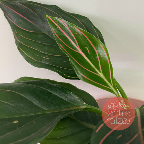 Aglaonema rotundum + vasinho rosa