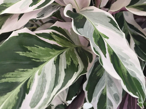 Calathea 'White Fusion'
