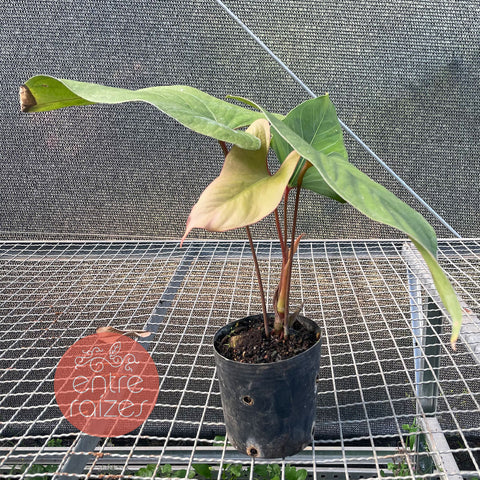 Anthurium Rubrinervium