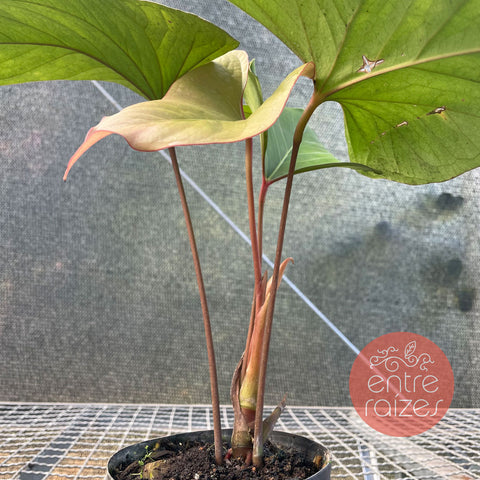 anthurium rubrinervium
