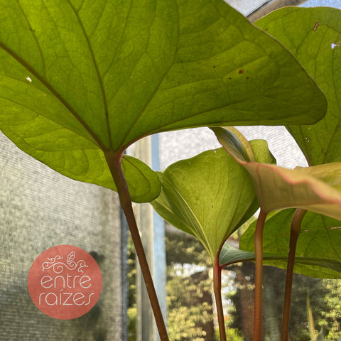 Anthurium Rubrinervium