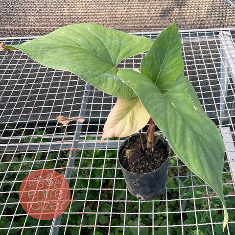 Anthurium Rubrinervium