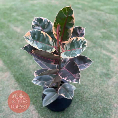 Ficus ruby + vaso bojuda preto