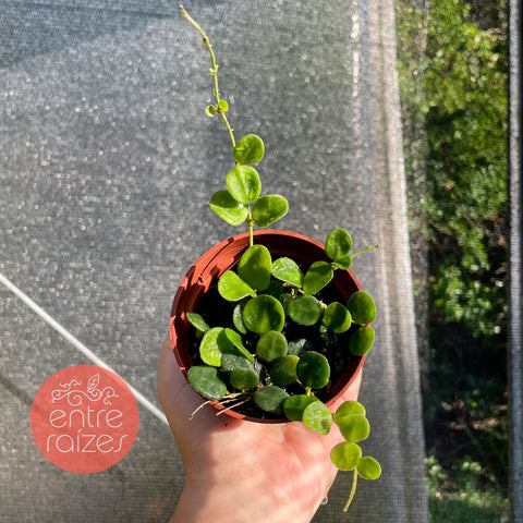Hoya Serpens