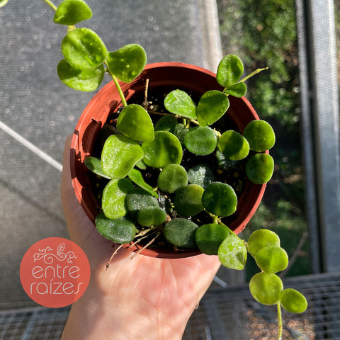 Hoya Serpens