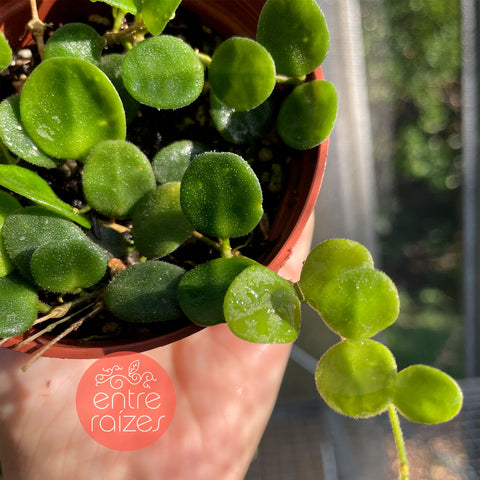 Hoya Serpens
