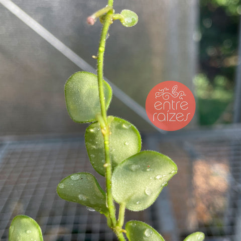 Hoya Serpens