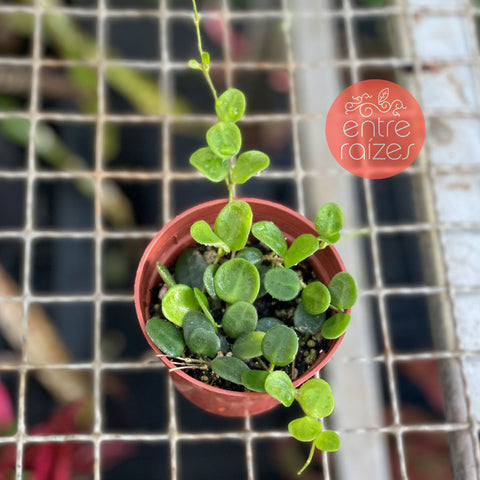 Hoya Serpens