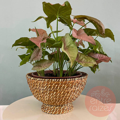 Singônio rosa + cachepot em rattan