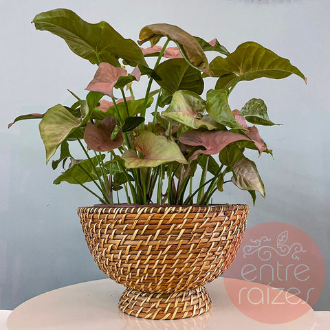 Singônio rosa + cachepot em rattan