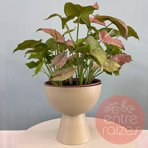 Singônio rosa + cachepot taça em metal
