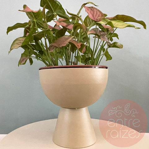 Singônio rosa + cachepot taça em metal