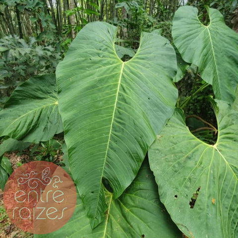 Anthurium sp. 'Colômbia'