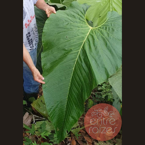 Anthurium sp. 'Colômbia'