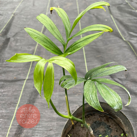 Monstera subpinnata