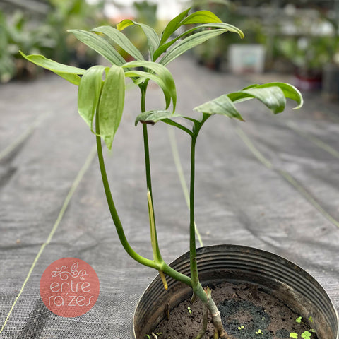 Monstera subpinnata
