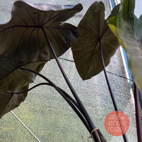 Colocasia black swan