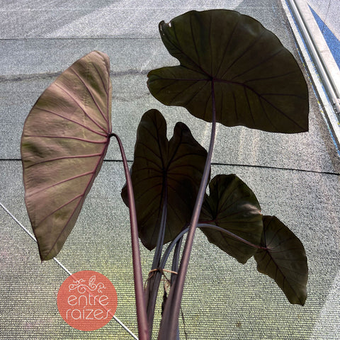 Colocasia black swan