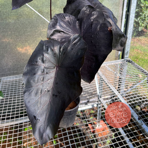 Colocasia black swan
