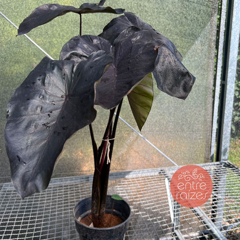 colocasia blac swan
