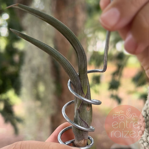 Tillandsia pseudobaileyi