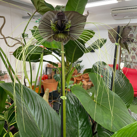 Tacca chantrieri