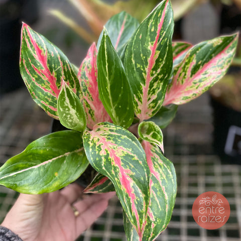 Aglaonema talo rosa