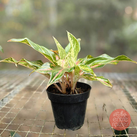 Aglaonema talo rosa