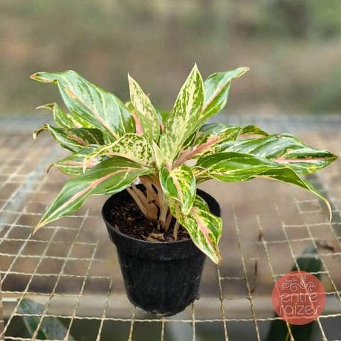 Aglaonema talo rosa
