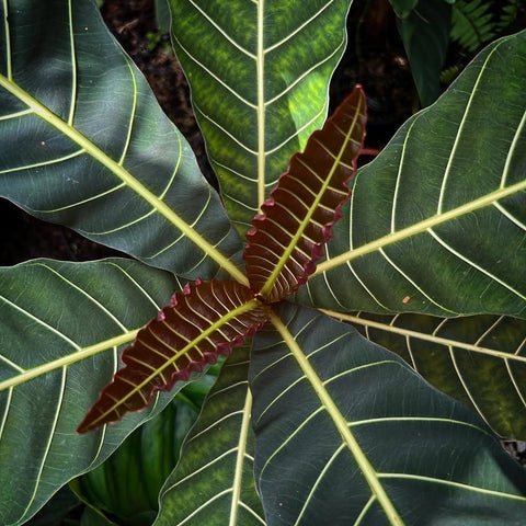 Folhas novas avermelhadas da Pentagônia wendlandii