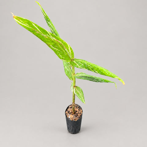 Muda inteira de Hedychium 'Tahitian Flame' | Entre Raízes Botânica