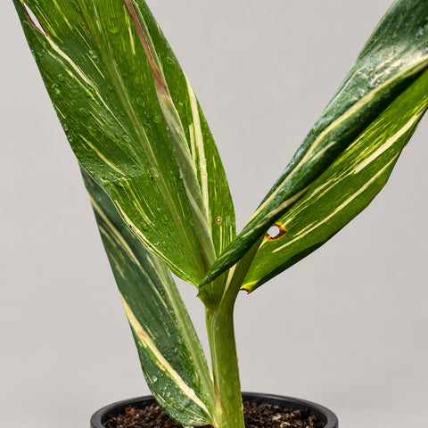 Haste e folhas do Hedychium 'Tahitian Flame' | Entre Raízes Botânica