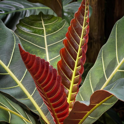 Brotação vermelha da Pentagônia wendlandii