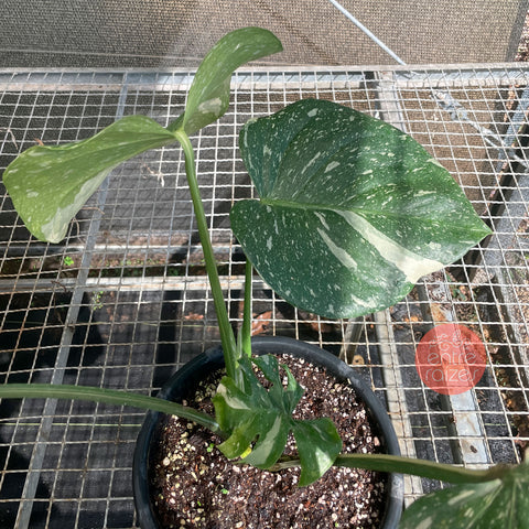 Monstera deliciosa 'Thai constellation' - (grande)