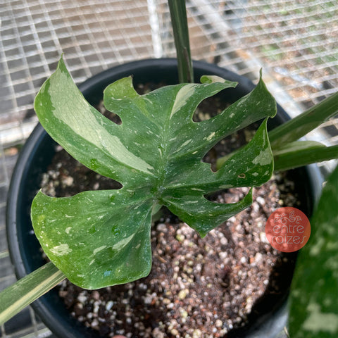 Monstera deliciosa 'Thai constellation' - (grande)