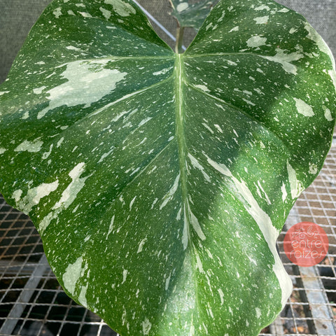 Monstera deliciosa 'Thai constellation' - (grande)
