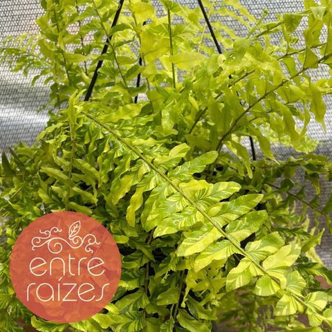 Samambaia 'tiger fern'