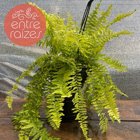 Samambaia 'Tiger Fern'