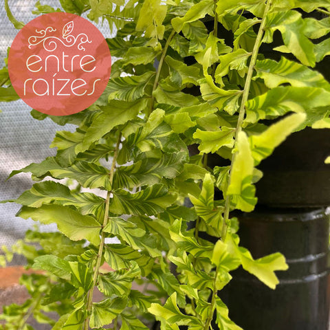 Samambaia 'Tiger Fern'