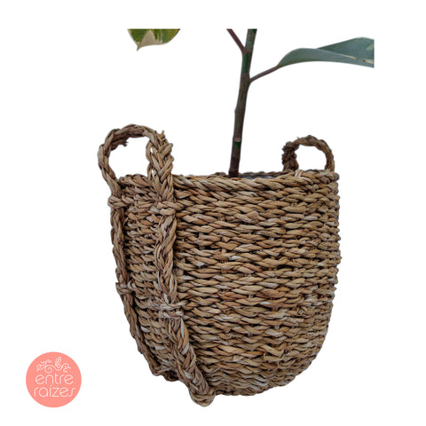 Fícus Tineke + cesta Ray