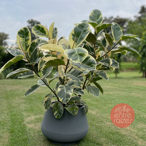 Ficus elástica tineke + vaso bojuda cinza